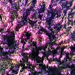 Heather Casa vacanze Doolin