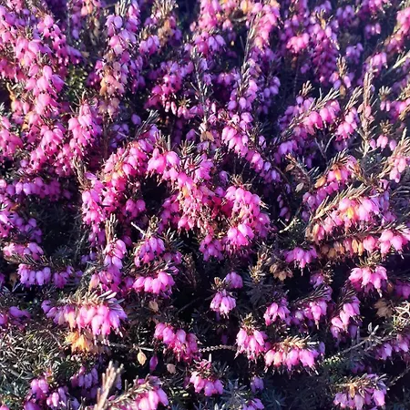 Heather בית נופש דולין