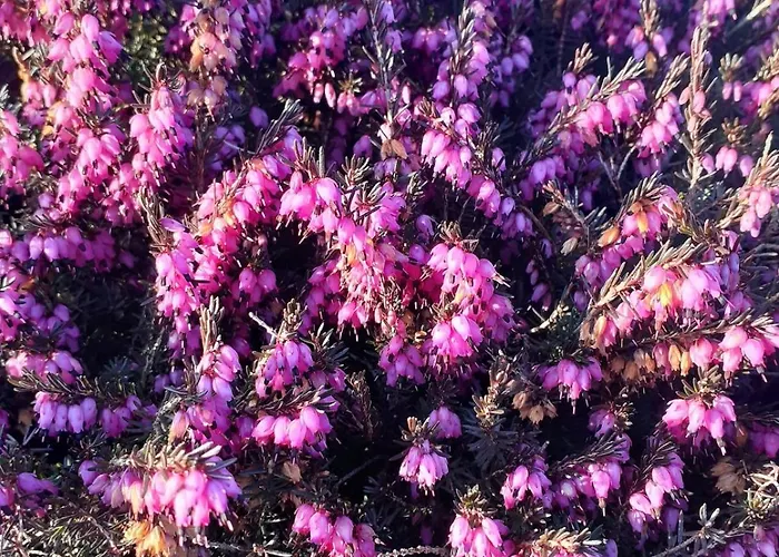 Heather Feriehus Doolin